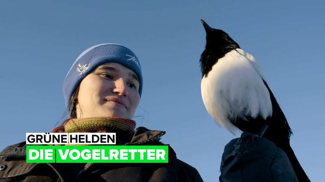 Grüne Helden: die Vogelretter